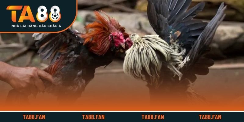 3 dạng cược trong đá gà TA88