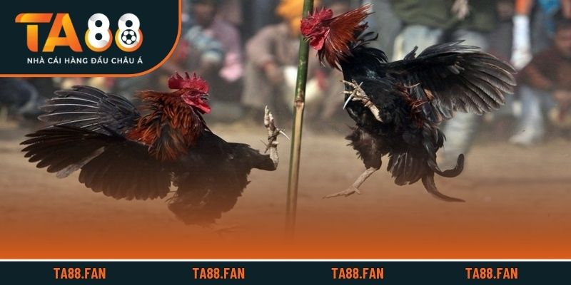 3 yếu tố ảnh hưởng đến chất lượng trận đấu gà 