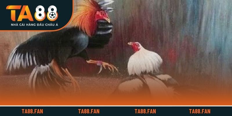 4 loại hình đá gà TA88 phổ biến