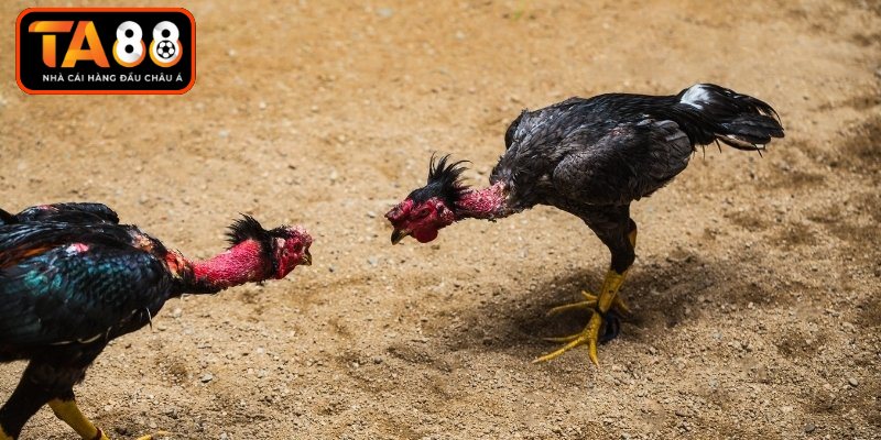 Bí kíp soi kèo gà đá cựa sắt chuẩn xác