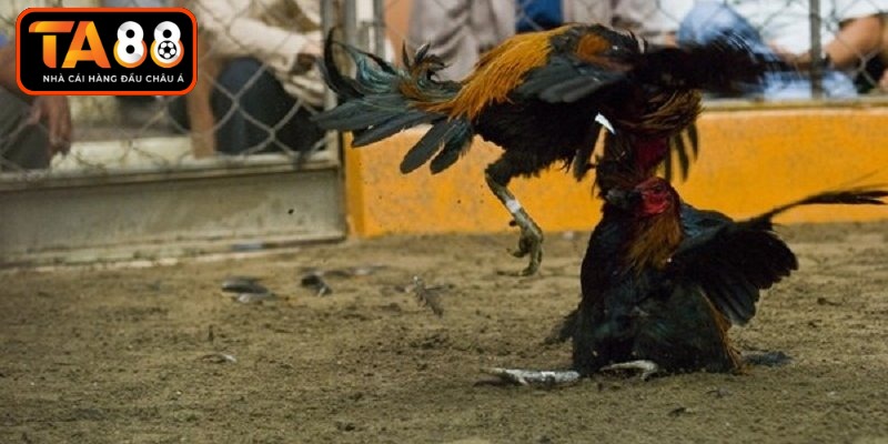 Chiến thuật dự đoán kết quả thi đấu gà