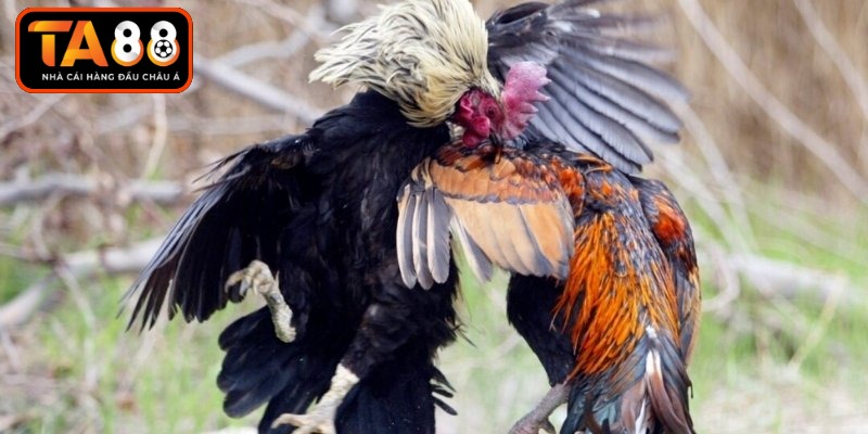 Gà Đá Cựa Sắt - Chọn Lọc Và Chiến Thuật Chinh Phục Đỉnh Cao