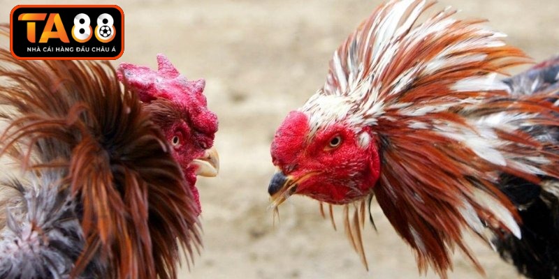 Quy trình rèn luyện gà chiến chuyên nghiệp